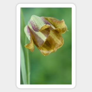 Fritillaria Fritillary April Sticker